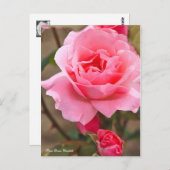 Rosa Queen Elizabeth (Briefkaart) ポ ス ト ー ド Briefkaart (Voorkant / Achterkant)