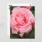 Rosa Queen Elizabeth:Briefkaart Briefkaart (Voorkant / Achterkant)