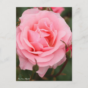 Rosa Queen Elizabeth:Briefkaart Briefkaart