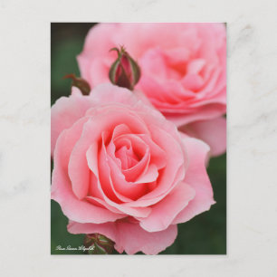 Rosa Queen Elizabeth:Briefkaart Briefkaart