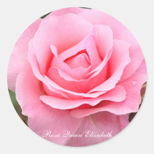 Rosa Queen Elizabeth [Round Seal] ラウンドシール Ronde Sticker (Voorkant)