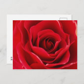 Rosa roja briefkaart (Voorkant / Achterkant)
