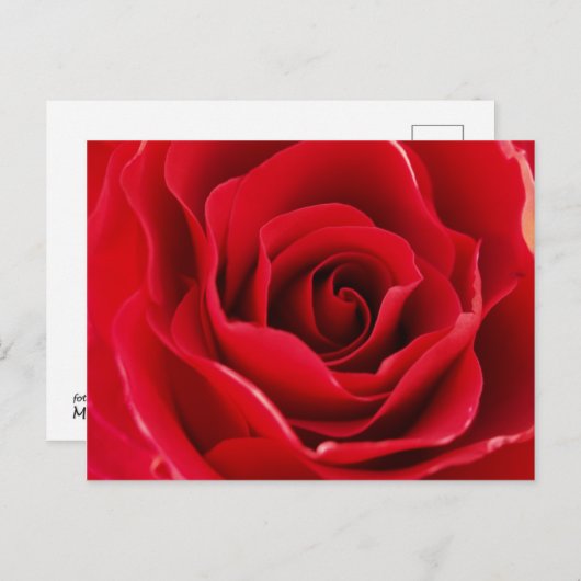 Rosa roja briefkaart (Voorkant / Achterkant)