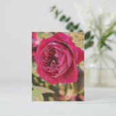 Rosa Rouge Royale (Briefkaart) Briefkaart (Staand voorkant)