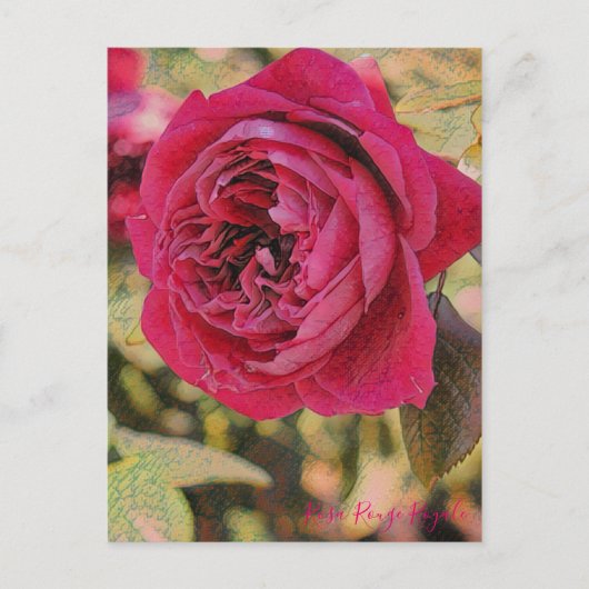 Rosa Rouge Royale (Briefkaart) Briefkaart (Voorkant)