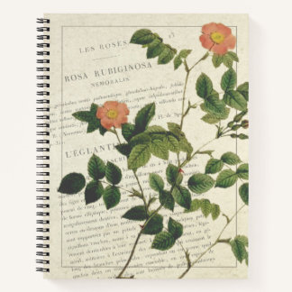 Rosa rubiginosa nemoralis Notitieboek