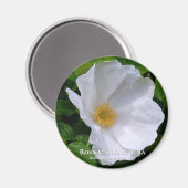 Rosa rugosa マ ネ ッ ト magneet (Voorkant / Achterkant)