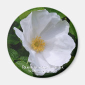 Rosa rugosa マ ネ ッ ト magneet (Voorkant)