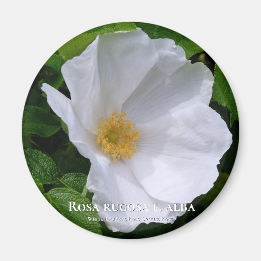 Rosa rugosa マ ネ ッ ト magneet (Voorkant)