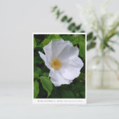 Rosa rugosa briefkaart (Staand voorkant)
