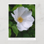 Rosa rugosa briefkaart (Voorkant)