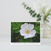 Rosa rugosa briefkaart (Staand voorkant)