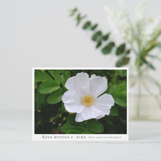 Rosa rugosa briefkaart (Staand voorkant)