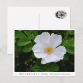 Rosa rugosa briefkaart (Voorkant / Achterkant)