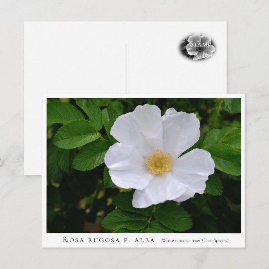 Rosa rugosa briefkaart (Voorkant / Achterkant)