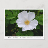 Rosa rugosa briefkaart (Voorkant)