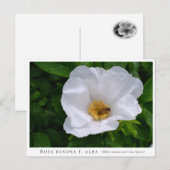 Rosa rugosa briefkaart (Voorkant / Achterkant)