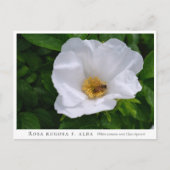 Rosa rugosa briefkaart (Voorkant)