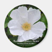 Rosa rugosa magneet (Voorkant)