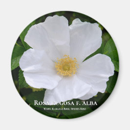 Rosa rugosa magneet