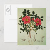 Rosa rugosa uit Flora Japonica Briefkaart (Voorkant / Achterkant)