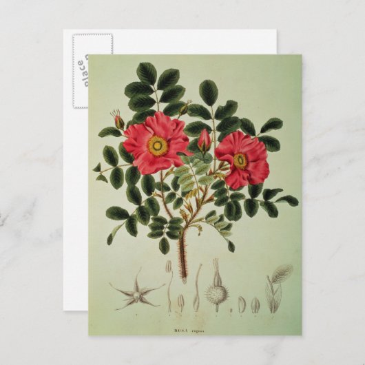 Rosa rugosa uit Flora Japonica Briefkaart (Voorkant / Achterkant)