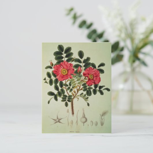 Rosa rugosa uit Flora Japonica Briefkaart (Staand voorkant)