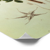 Rosa rugosa uit Flora Japonica Poster (Hoek)