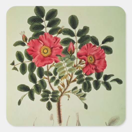 Rosa rugosa uit Flora Japonica Vierkante Sticker (Voorkant)