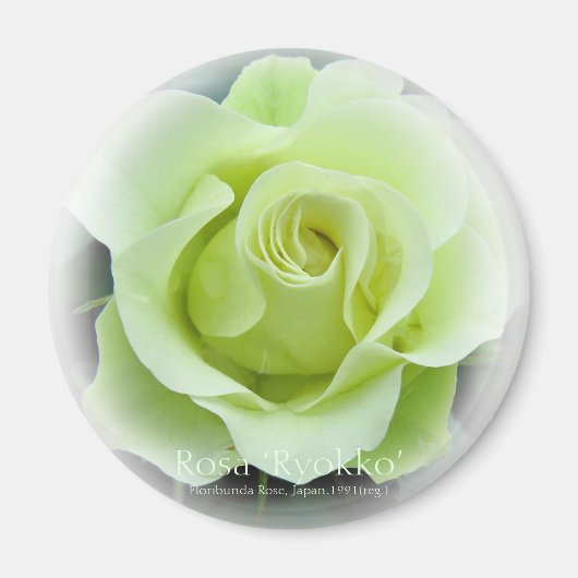Rosa Ryokko Magneet (Voorkant)