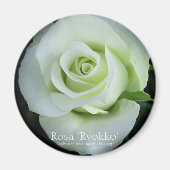 Rosa‘Ryokko’：Round Magnet (Voorkant)