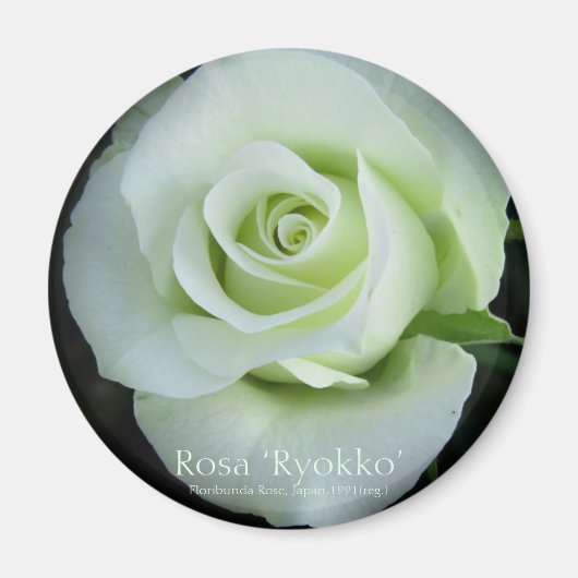 Rosa‘Ryokko’:Round Magnet (Voorkant)
