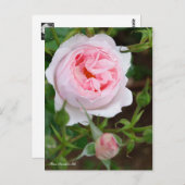 Rosa Scepter'd Isle (Briefkaart) Briefkaart (Voorkant / Achterkant)