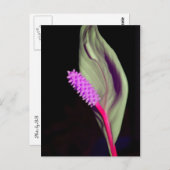 Rosa Schönheit Briefkaart (Voorkant / Achterkant)