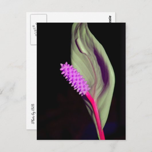 Rosa Schönheit Briefkaart (Voorkant / Achterkant)