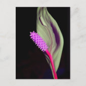 Rosa Schönheit Briefkaart (Voorkant)