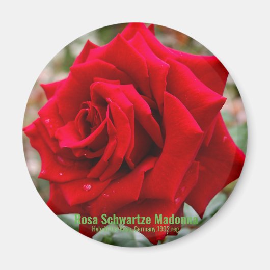 Rosa Schwartze Madonna (Round Magnet) Magneet (Voorkant)