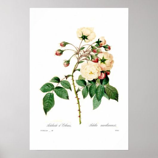 Rosa semperflorens;Adelaide d'Orleans Poster (Voorkant)