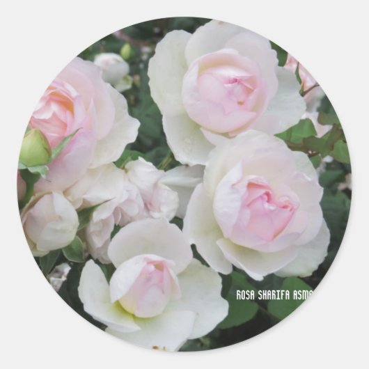 Rosa Sharifa Asma Ronde Sticker (Voorkant)