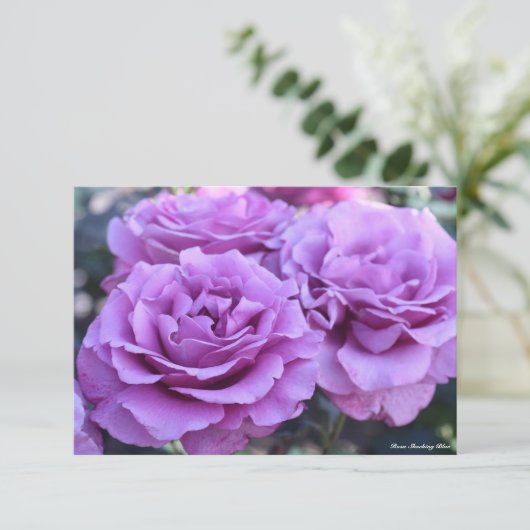 Rosa Shocking Blue (Staand voorkant)