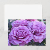 Rosa Shocking Blue (Voorkant / Achterkant)