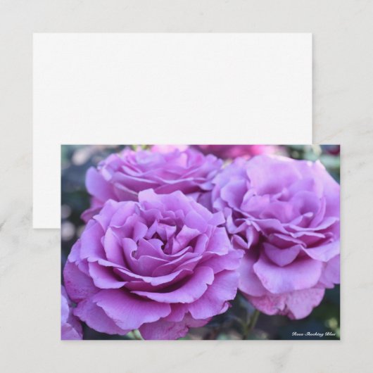 Rosa Shocking Blue (Voorkant / Achterkant)