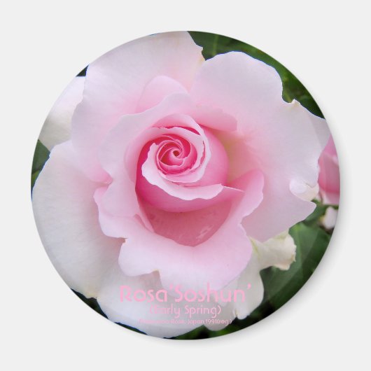 Rosa‘Soshun’:Round Magnet (Voorkant)