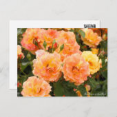 Rosa Souvenir de Anne Frank:Briefkaart Briefkaart (Voorkant / Achterkant)