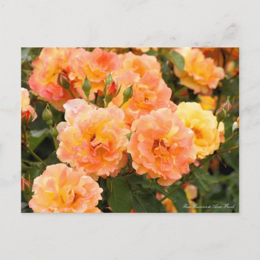 Rosa Souvenir de Anne Frank:Briefkaart Briefkaart (Voorkant)