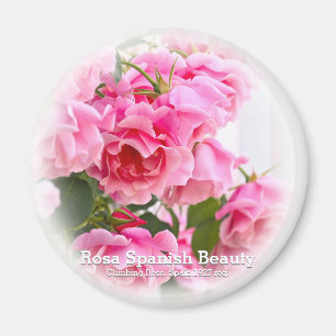 Rosa Spain Beauty Magneet