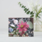 Rosa Steingartenblüte Briefkaart (Staand voorkant)