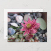 Rosa Steingartenblüte Briefkaart (Voorkant / Achterkant)