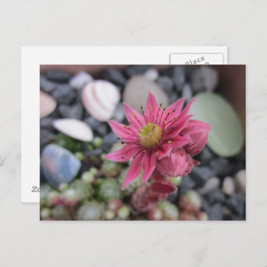 Rosa Steingartenblüte Briefkaart (Voorkant / Achterkant)