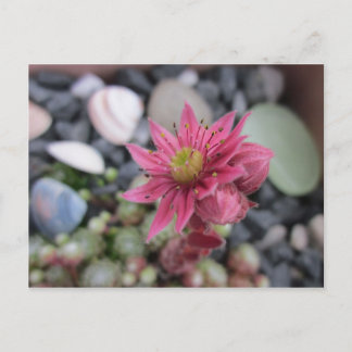 Rosa Steingartenblüte Briefkaart